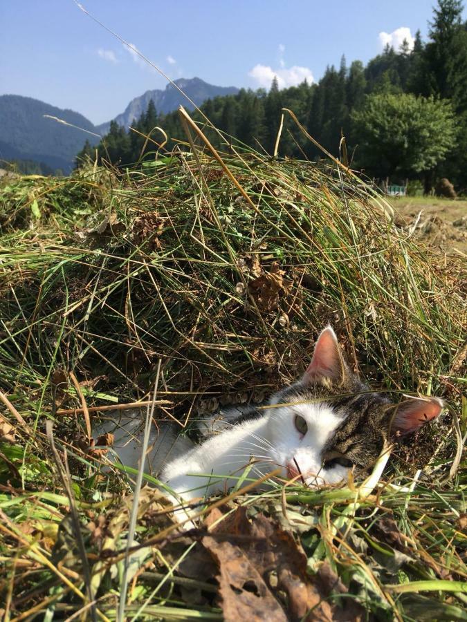 Gatterl Zum See Reit im Winkl Zewnętrze zdjęcie